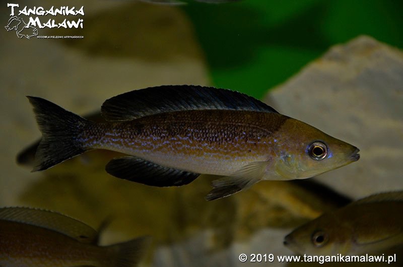 Cyprichromis microlepidotus 'Milima Island'